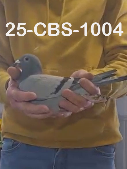 25-CBS-1004 Blue cock. Grandson "Benjamin"