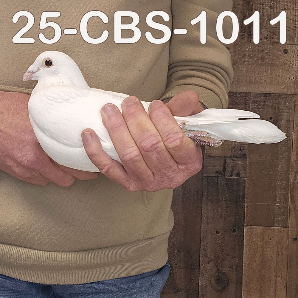 25-CBS-1011 Belgian White Cock.