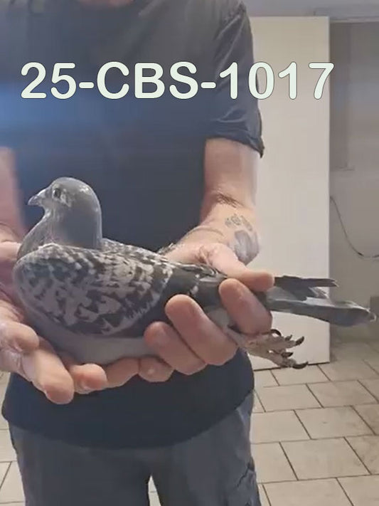 25-CBS-1017 Blue check splash hen. Excellent Kannibaal lines.