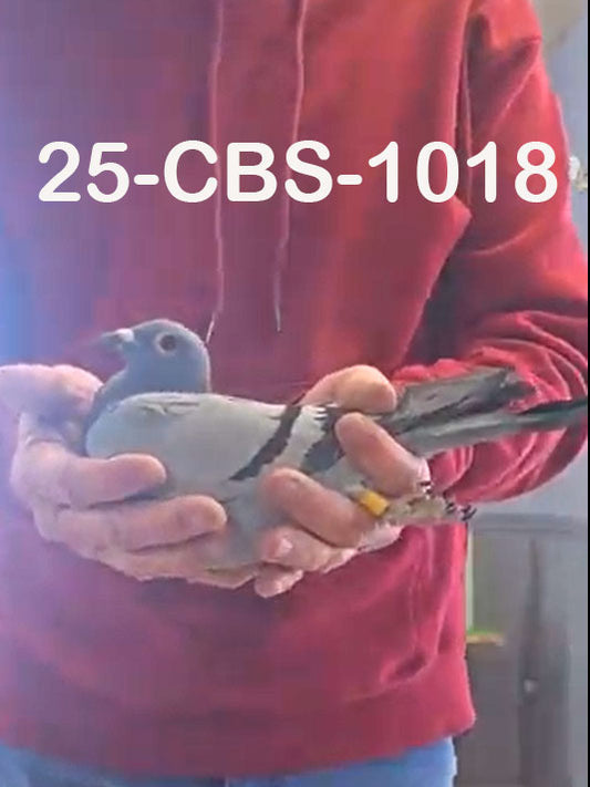 25-CBS-1018 Blue hen.