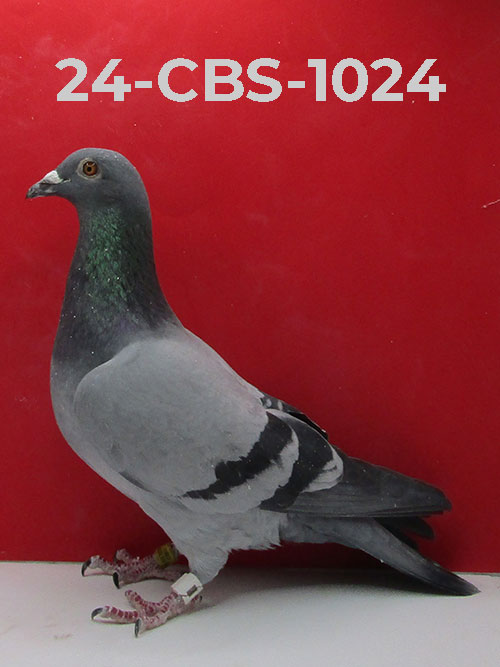 24-CBS-1024 Blue Male. The best of Rudi De Saer.