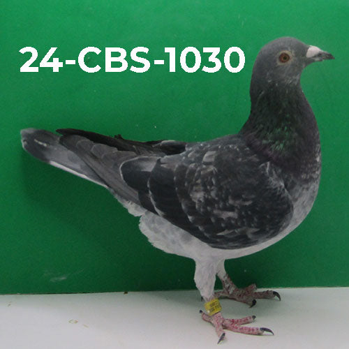 24-CBS-1030 Grizzle Cock