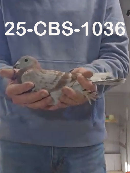 25-CBS-1036 Red check hen (I think).