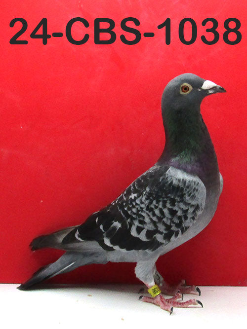 24-CBS-1038 Blue Check cock. 019 Janssen