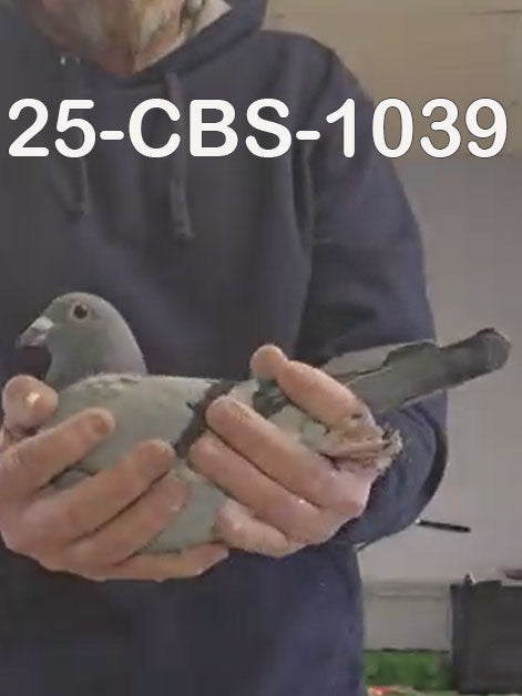 25-CBS-1039 Blue male. 019 Janssen.