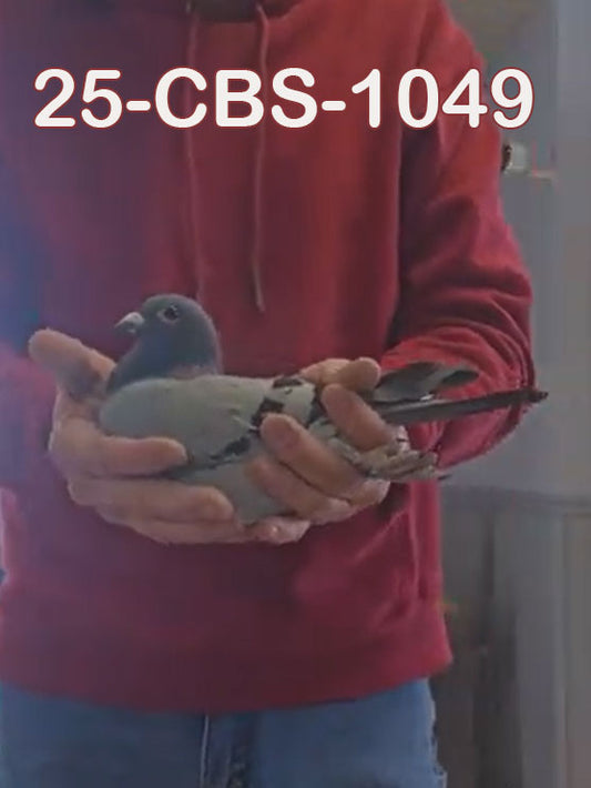 25-CBS-1049 Blue cock. Kaasboer & Kannibaal