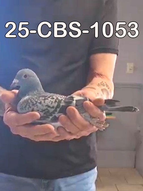 25-CBS-1053 Blue check hen. 019 Janssen