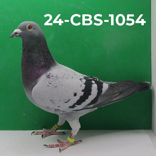 24-CBS-1054 Pencil Cock