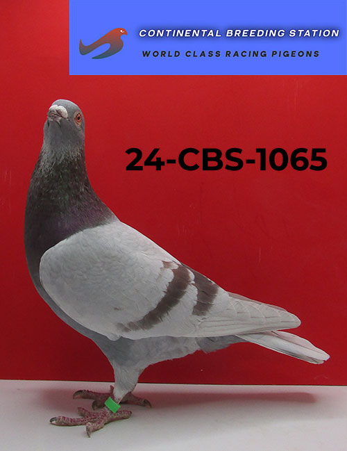 24-CBS-1065 Silver Cock. Stefaan Lambrechts.