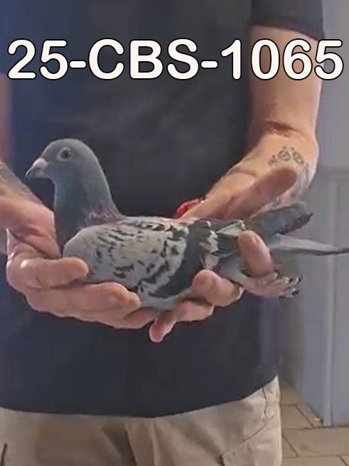 25-CBS-1065 Blue check cock.