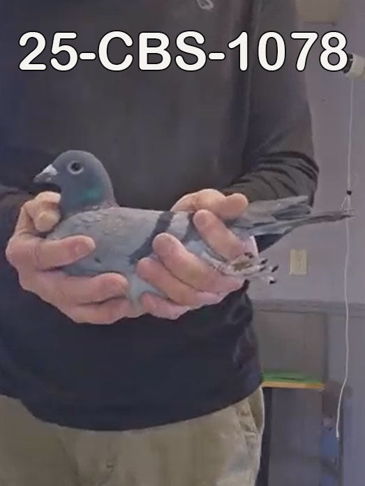 25-CBS-1078 Blue hen. Inbred "Breaveheart"