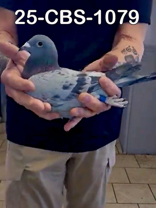 25-CBS-1079 Blue Cock. Grandson "Mister Chateroux" & "Obsession"