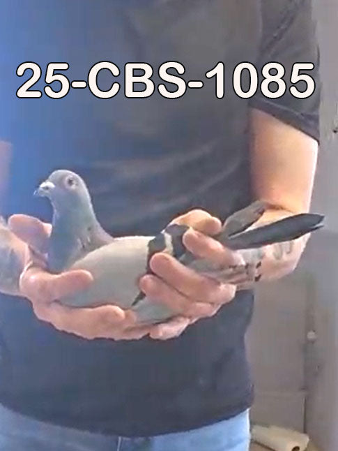 25-CBS-1085 Blue hen. Granddaughter "Benjamin" and "Thandie".