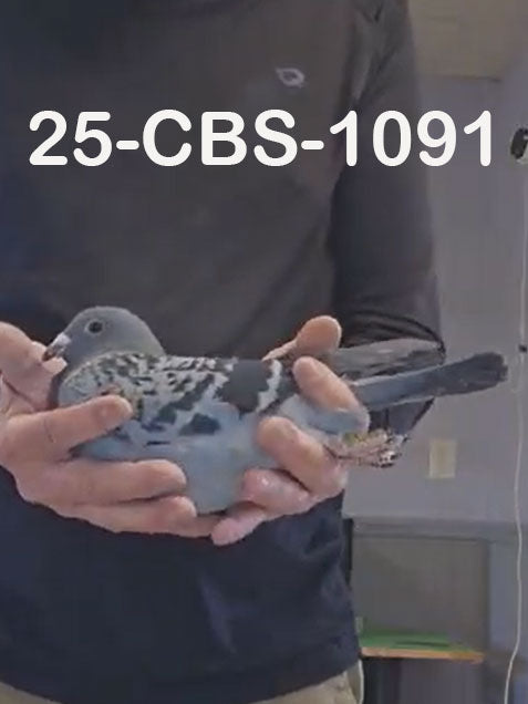 25-CBS-1091 Blue hen.