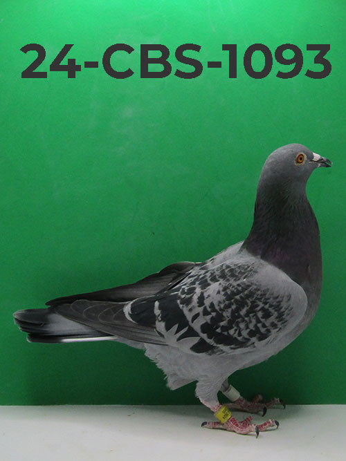 24-CBS-1093 BC Cock. Son "Ebony" super breeder and dam of 1st Ace pigeon.