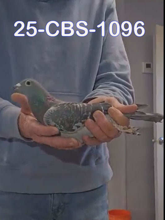 25-CBS-1096 Blue Check hen. Daughter "New Best Kittel"