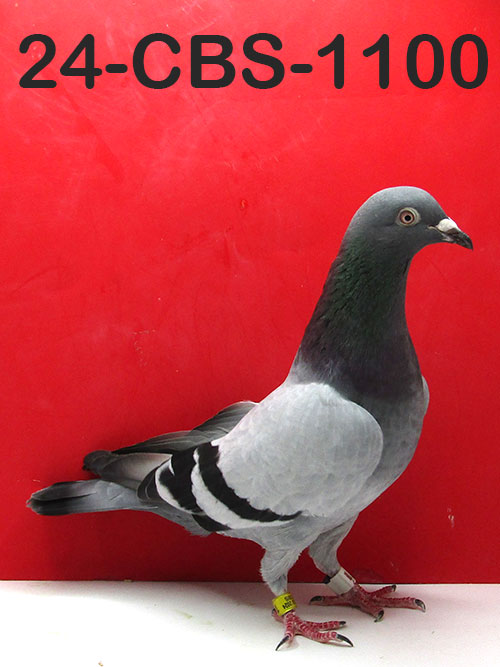 24-CBS-1100 Blue Cock. Inbred "Rudi" & "Kambree"