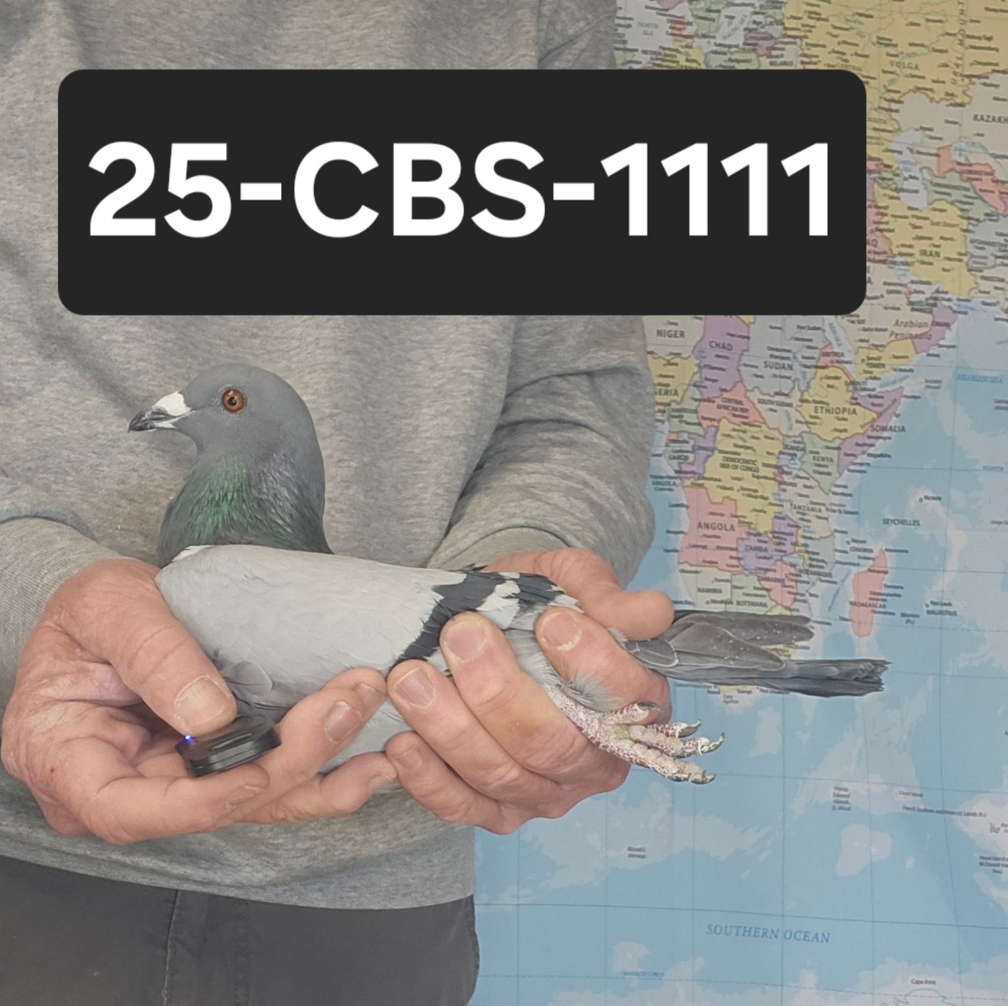 25-CBS-1111 Blue Cock. Dirk Van  Dyck