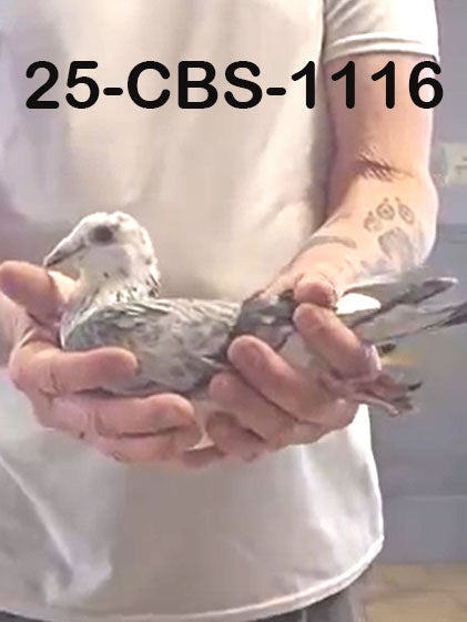 25-CBS-1116 Grizzle cock. Son 'Fast Grey', grandson "Early Grey"