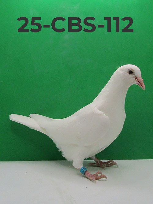 24-CBS-112 Belgian White Squeaker.