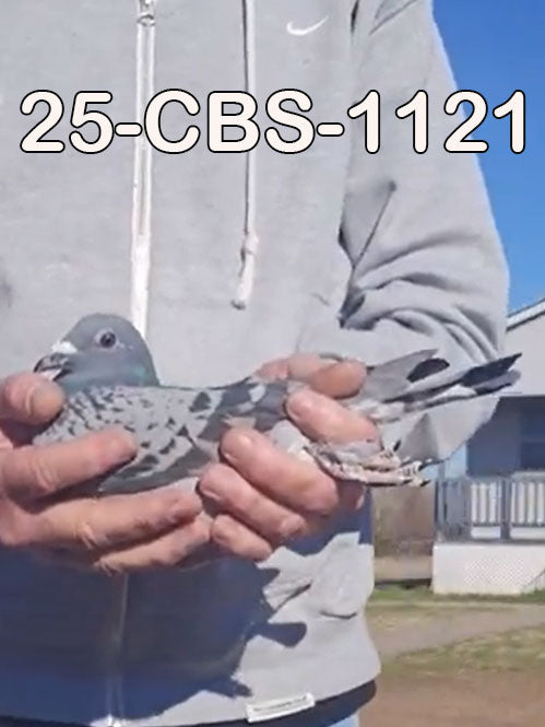 25-CBS-1121 Blue check splash male. Kaasboer