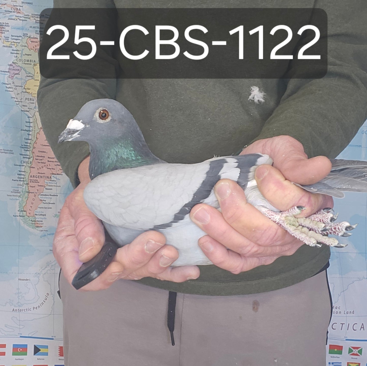 25-CBS-1122 Blue white flight cock. Grandson "Mr. Chateroux" and "Obsession" of Guy Van Der Auwera. Top Kaasboer LInes.