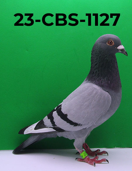 23-CBS-1127 BBWF C. Sire is a son of "Florent", dam is granddaughter "Rudy".