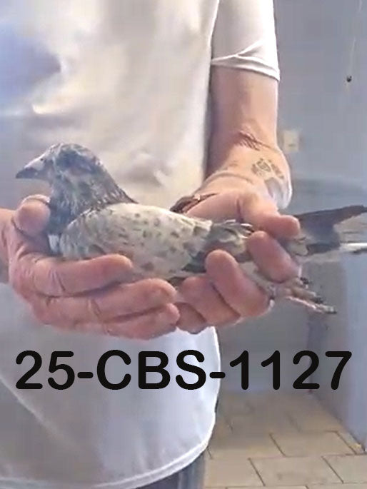 25-CBS-1127 Grizzle Cock. Grandson "Early Grey"