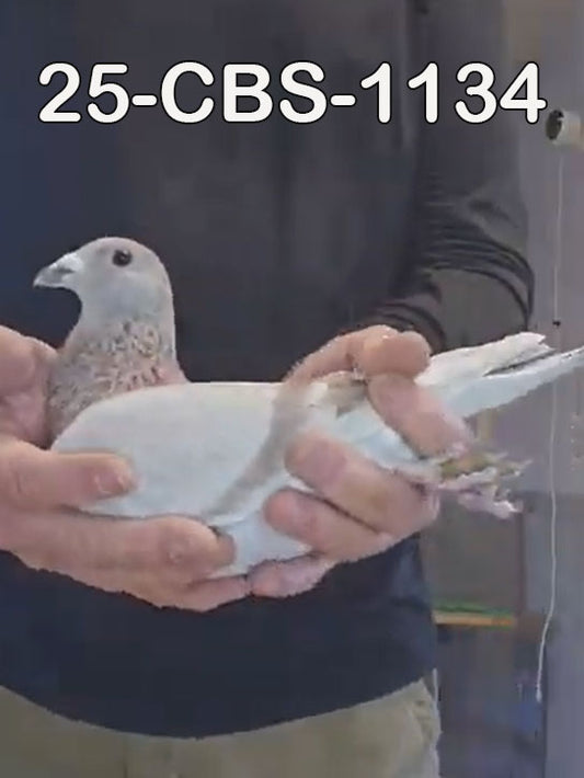 25-CBS-1134 Silver cock. Kittel, Kannibaal.