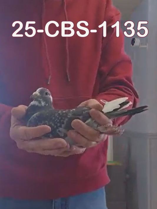 25-CBS-1135 Dark check splash hen. 019 Janssen