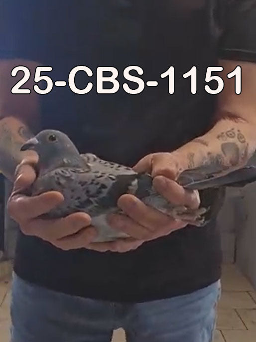 25-CBS-1027 Blue Splash hen.