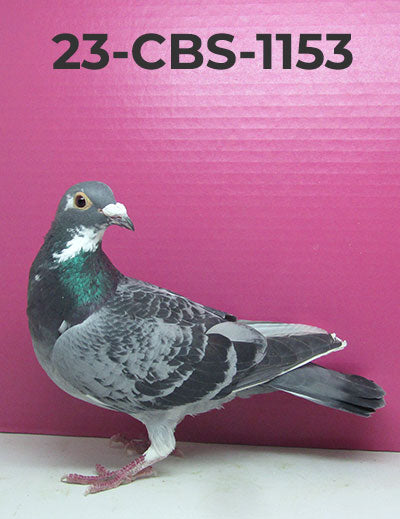 23-CBS-1153 BCSP Hen.