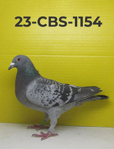 23-CBS-1154 Blue Check Cock. 019 Janssen
