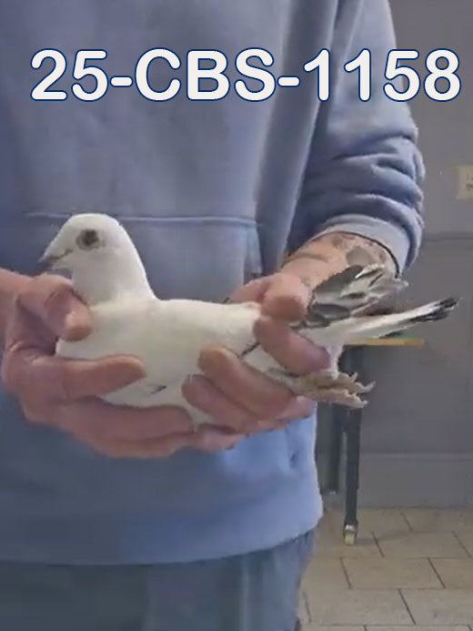 25-CBS-1148 White Grizzle cock. Inbred "Early Grey"