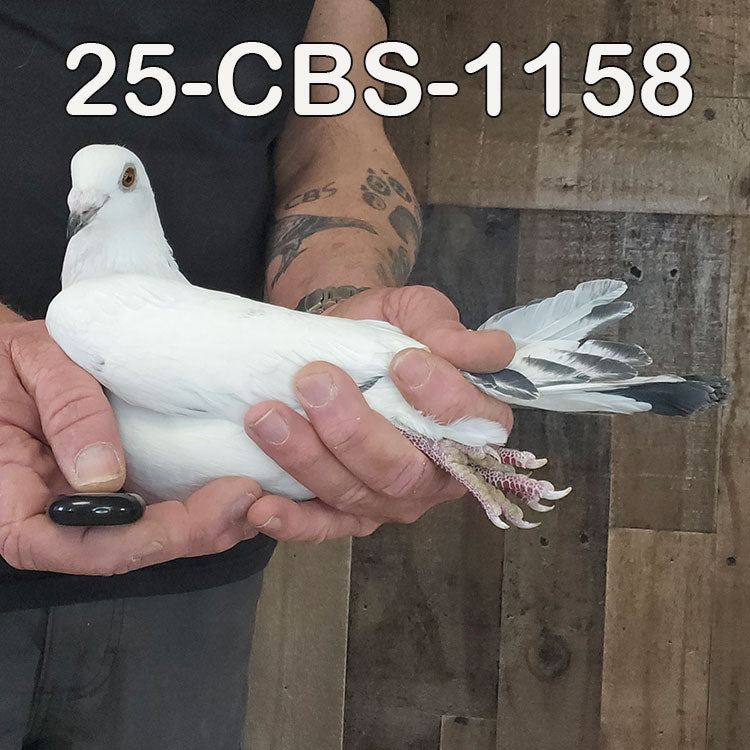 25-CBS-1158 White grizzle cock.