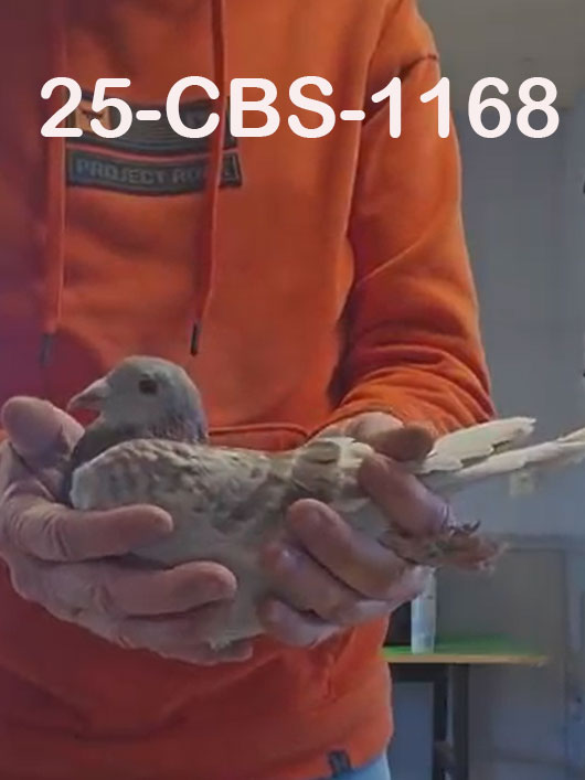 25-CBS-1168 Red Check cock. Van Elsacker.