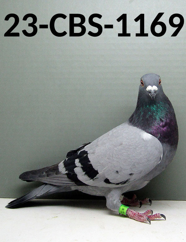 Birds For Sale CBS Pigeon