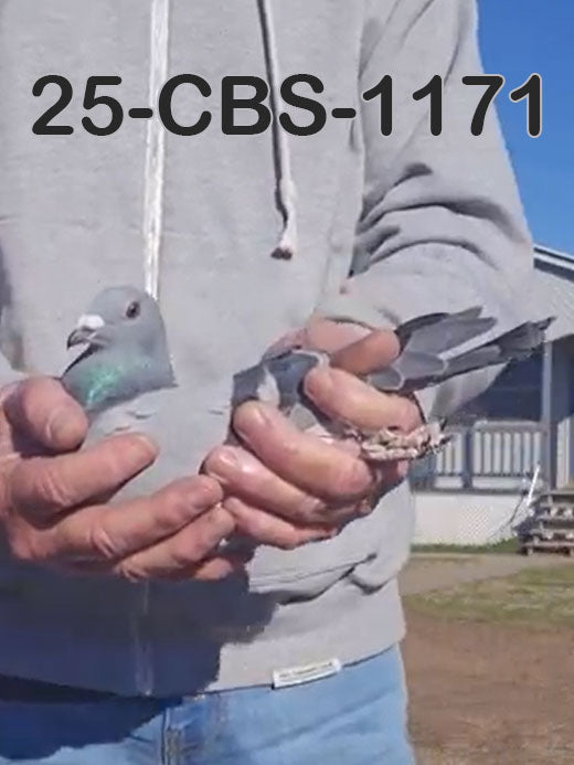 25-CBS-1171 Blue hen. Van Elsacker!!