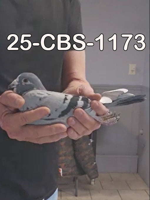 25-CBS-1173 Blue splash cock.