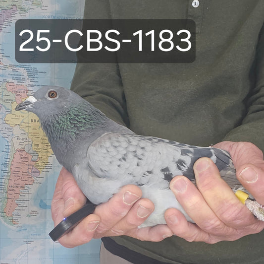 25-CBS-1183 Light check cock. Inbred "DiCaprio"