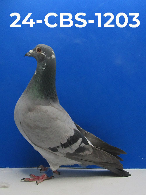 24-CBS-1203 BBSP Hen. Kaasboer, inbred "Breaveheart" father of "Early Grey".