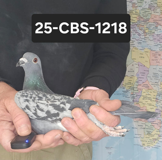 25-CBS-1218 Blue check hen. 019 Janssen