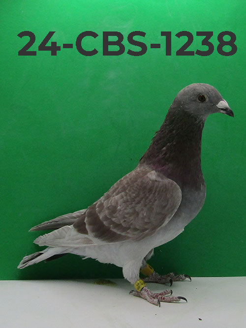 24-CBS-1238 Red Check Cock. Grandson Triple DiCaprio.