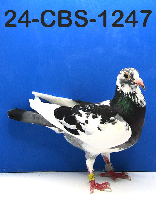 24-CBS-1247 Blue Check Splash Cock. 019 Janssen