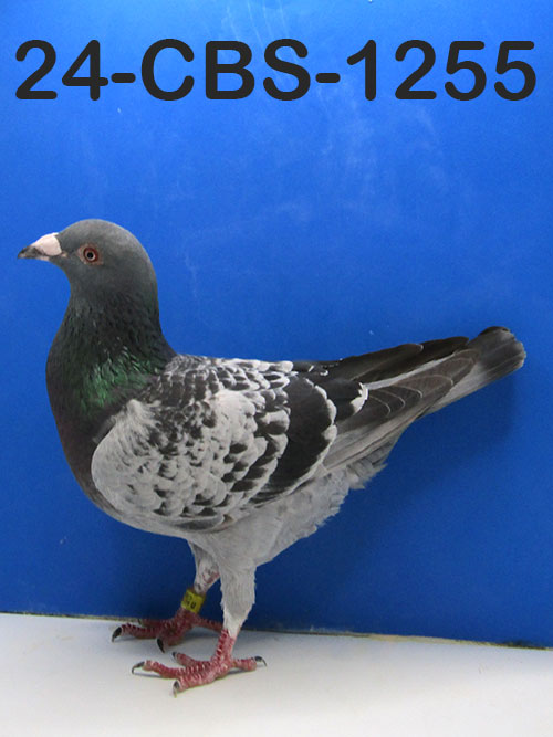 24-CBS-1255 Blue Check cock. 019 Janssen.