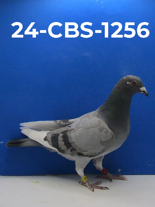 24-CBS-1256 BBWF Hen.