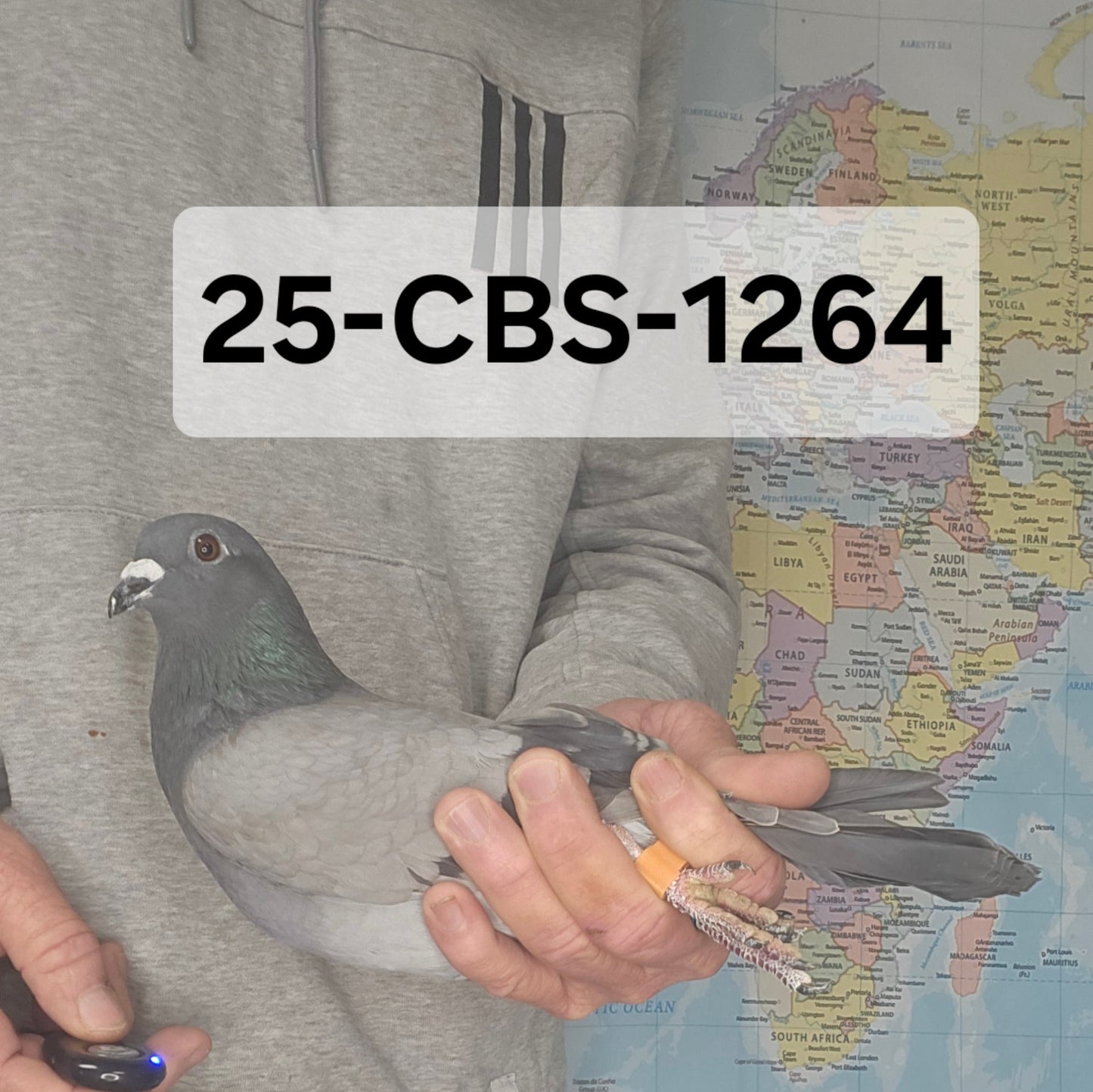 25-CBS-1264 Blue hen. Long distance!!