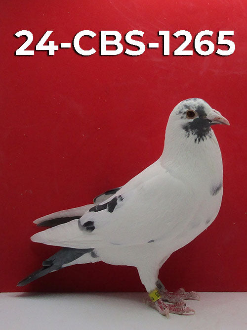 24-CBS-1265 Splash cock. 019 Janssen – CBS Pigeon