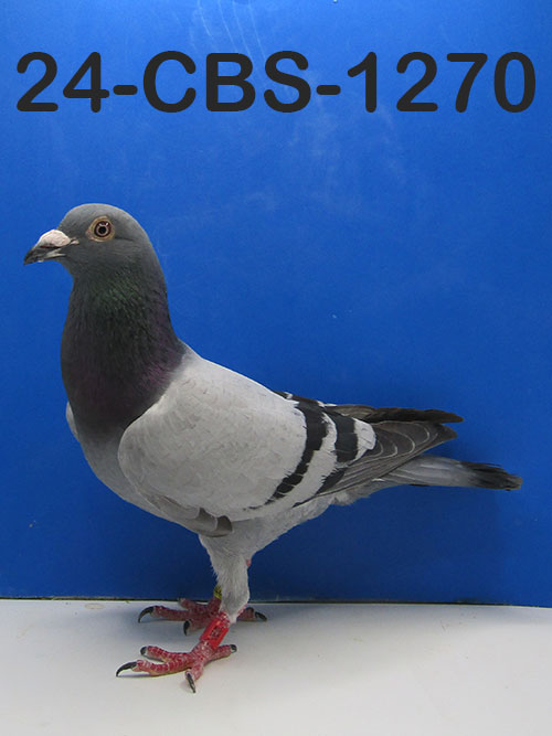 24-CBS-1270 Blue Cock. Grandson "Jacky Blue"
