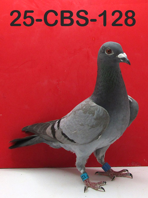 25-CBS-128 Blue Hen. Inbred "Super 481". Kaasboer.